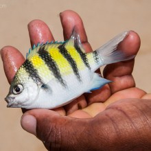 Sri Lanka