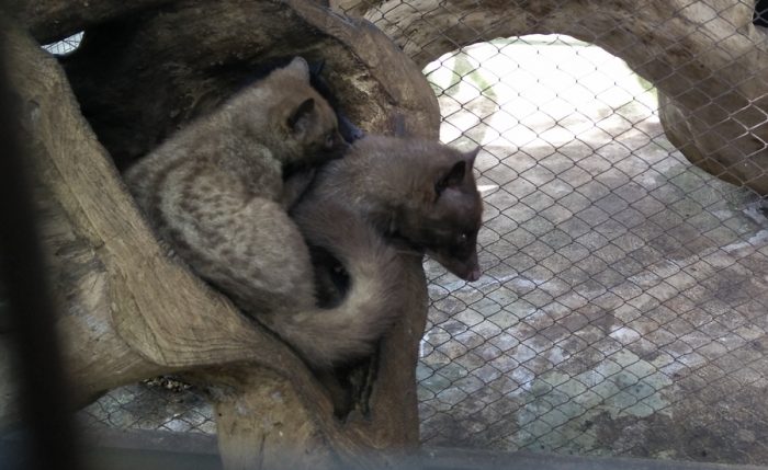 Luwak