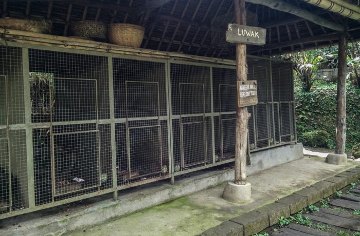 Luwak