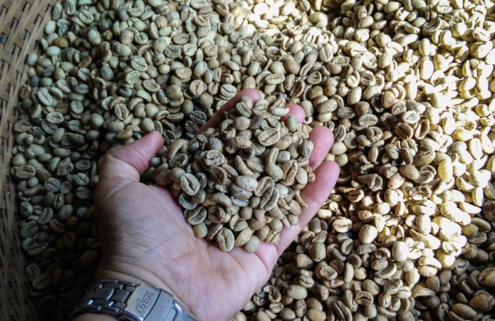 Kopi Luwak sin tostar