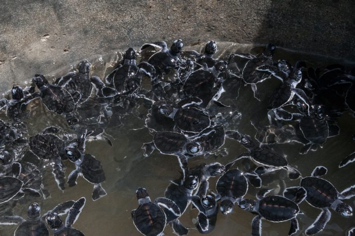 kosgoda turtle