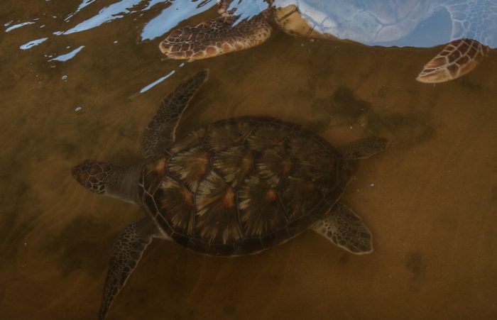 kosgoda turtle